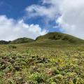 Plateau des palmistes / Montagne pelée